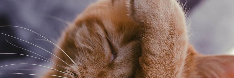kitty-finder
